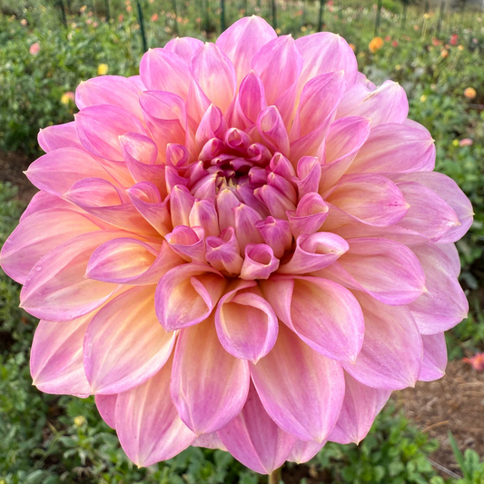 DAHLIA CAMEO PEACH