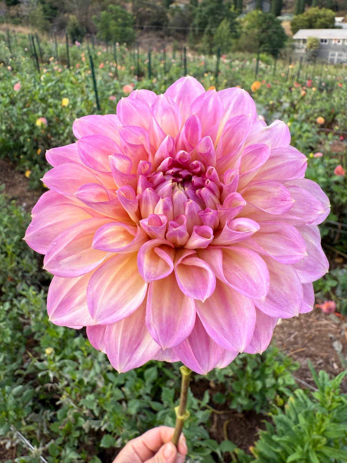 DAHLIA CAMEO PEACH