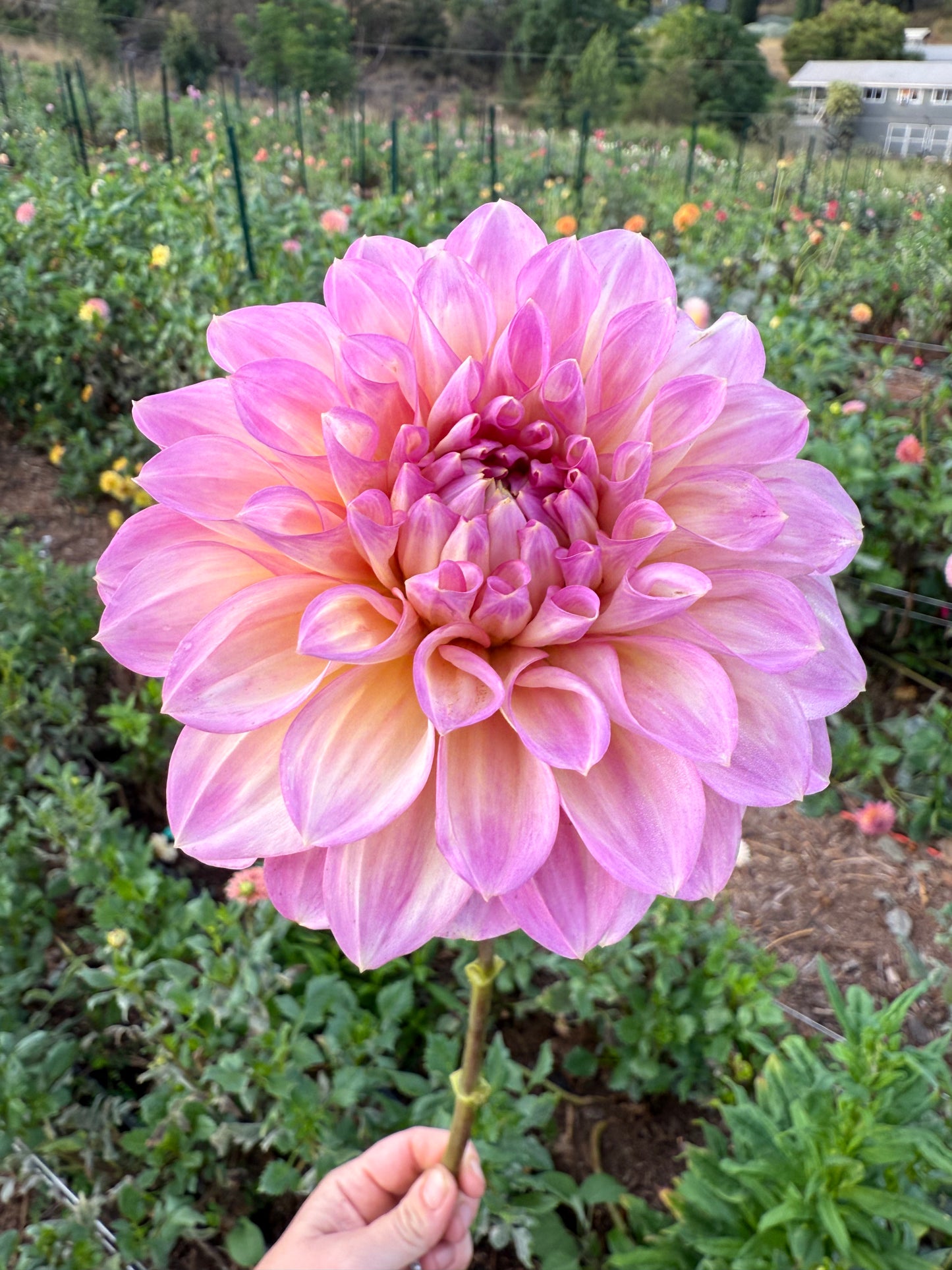 DAHLIA CAMEO PEACH