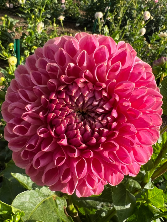 DAHLIA ISABEL