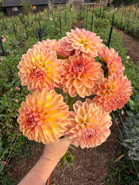 DAHLIA LARKS EBB