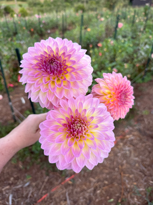 DAHLIA BQ JERRY