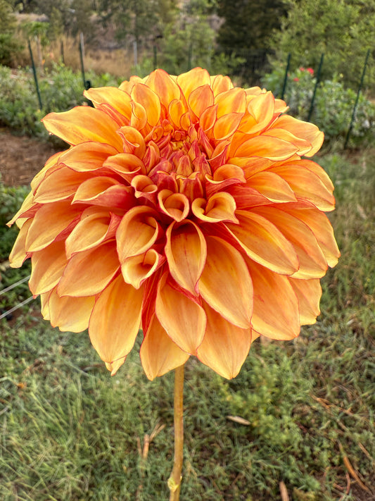 DAHLIA BQ GLOBE