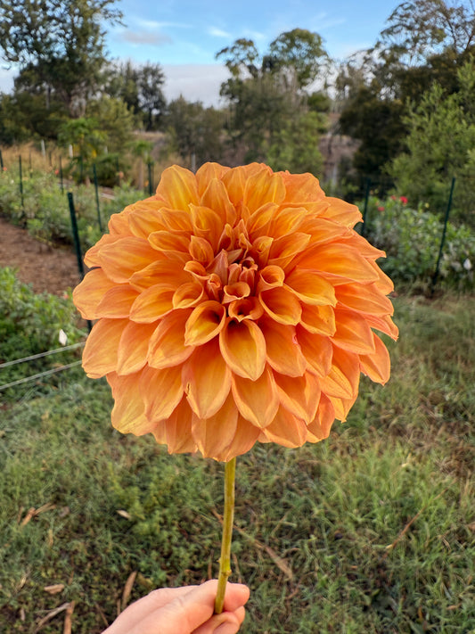 DAHLIA BQ MANDRAKE