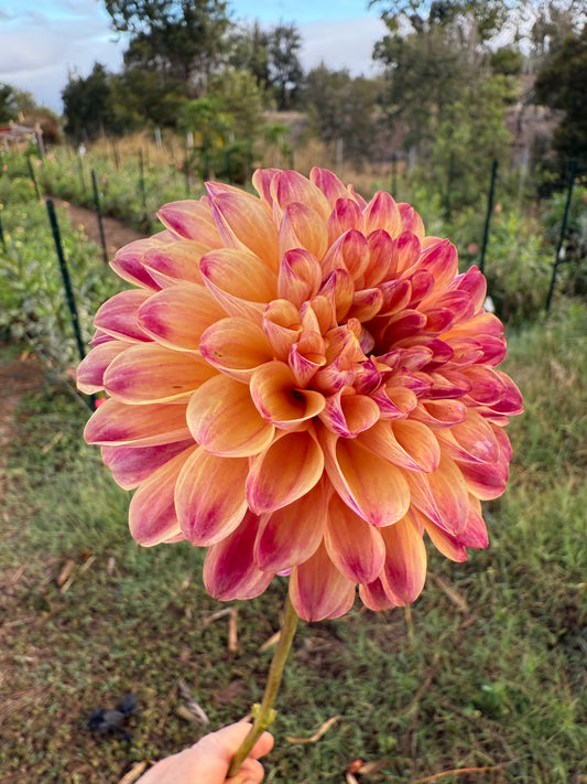 DAHLIA CT PENNY