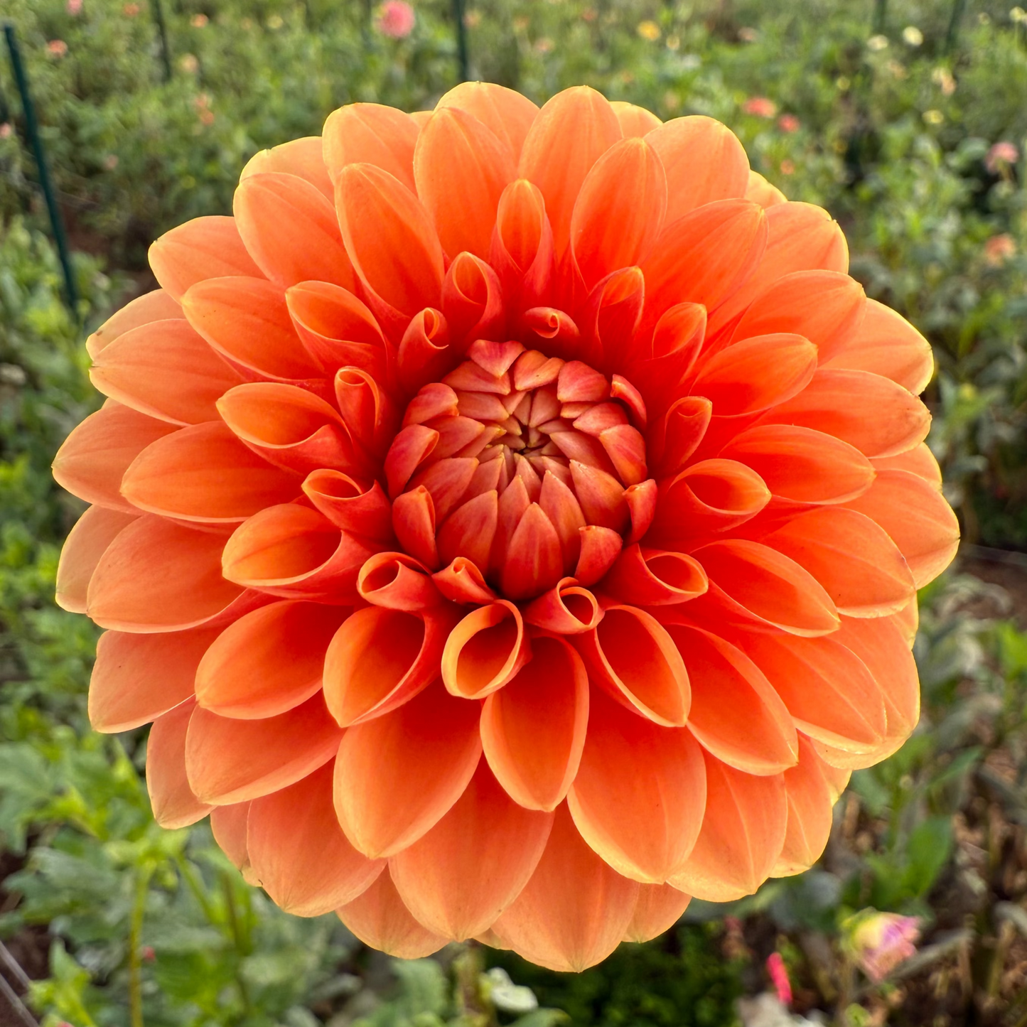 DAHLIA MAARN