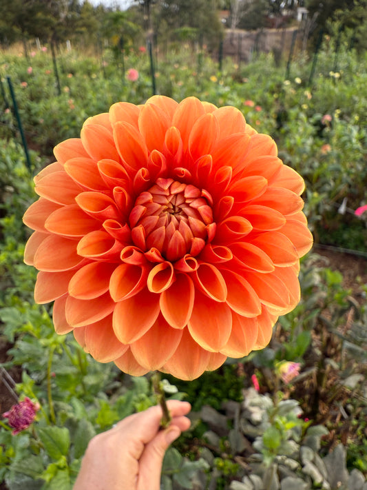 DAHLIA MAARN