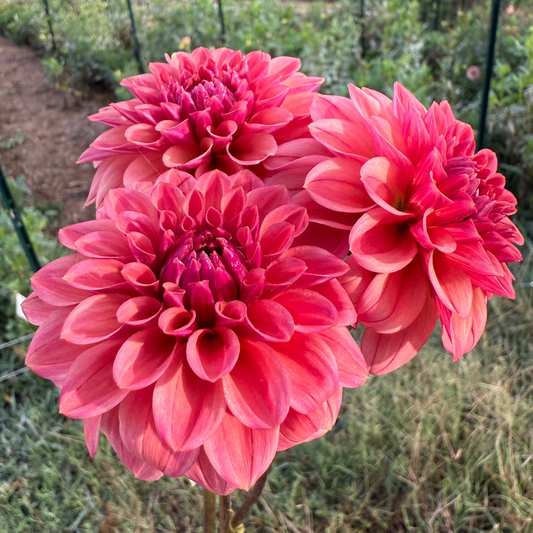 DAHLIA ICED TEA