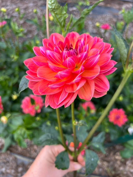 DAHLIA PAM HOWDEN