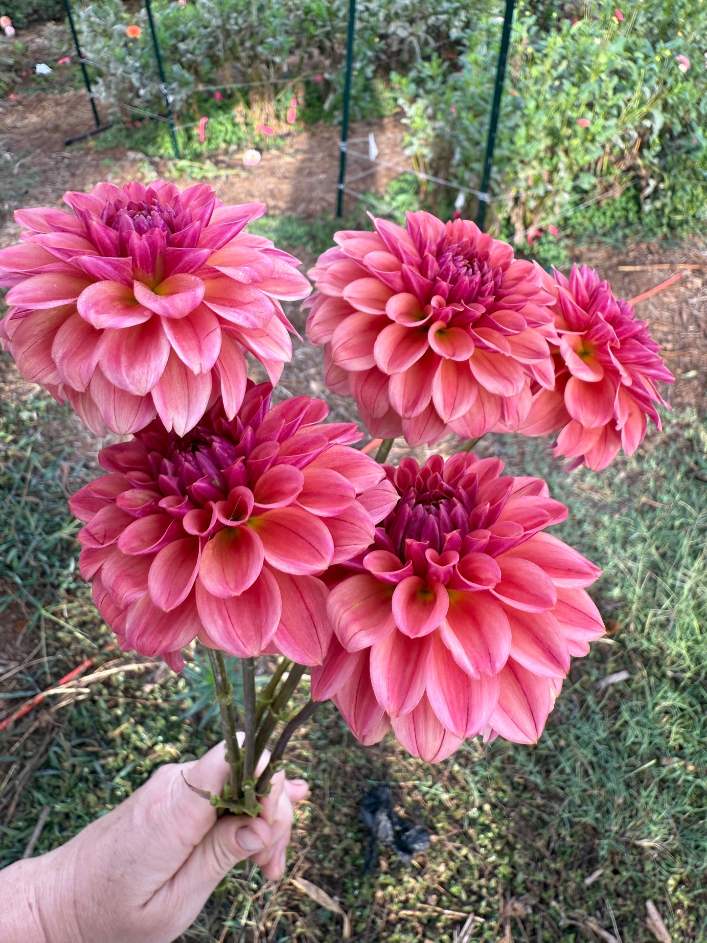 DAHLIA ICED TEA