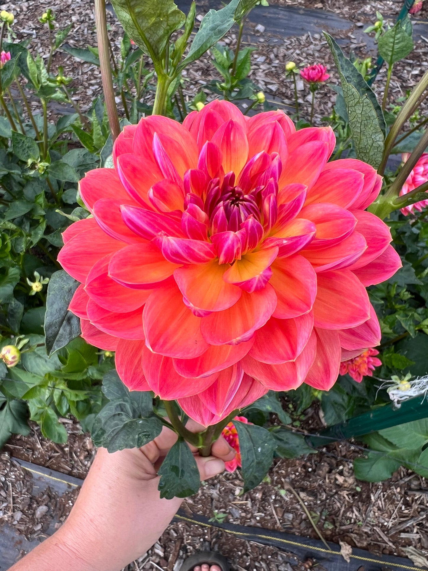 DAHLIA PAM HOWDEN