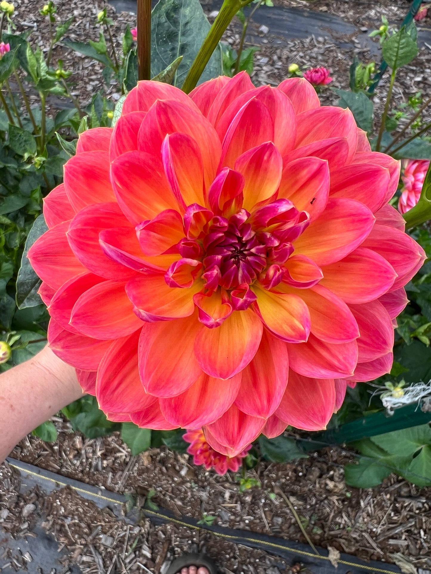 DAHLIA PAM HOWDEN