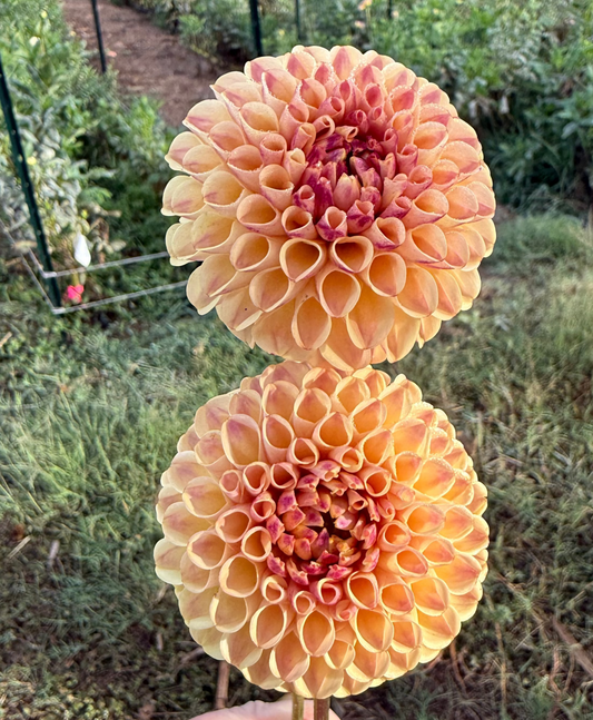 DAHLIA FERNCLIFF SPICE