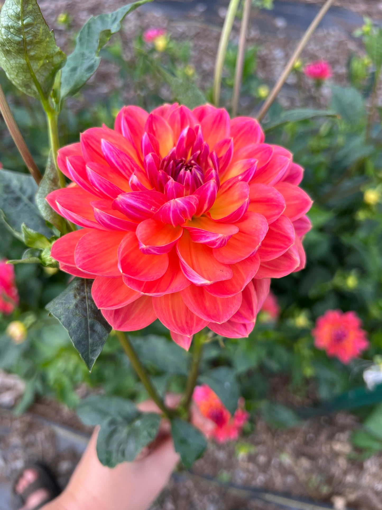 DAHLIA PAM HOWDEN