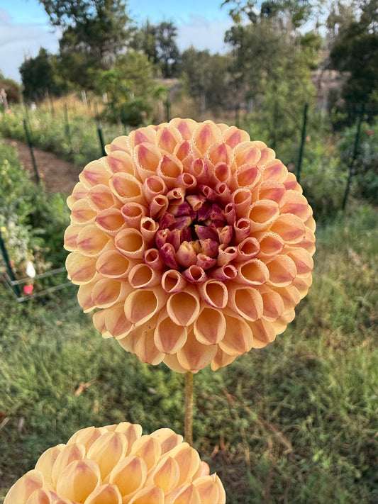 DAHLIA FERNCLIFF SPICE
