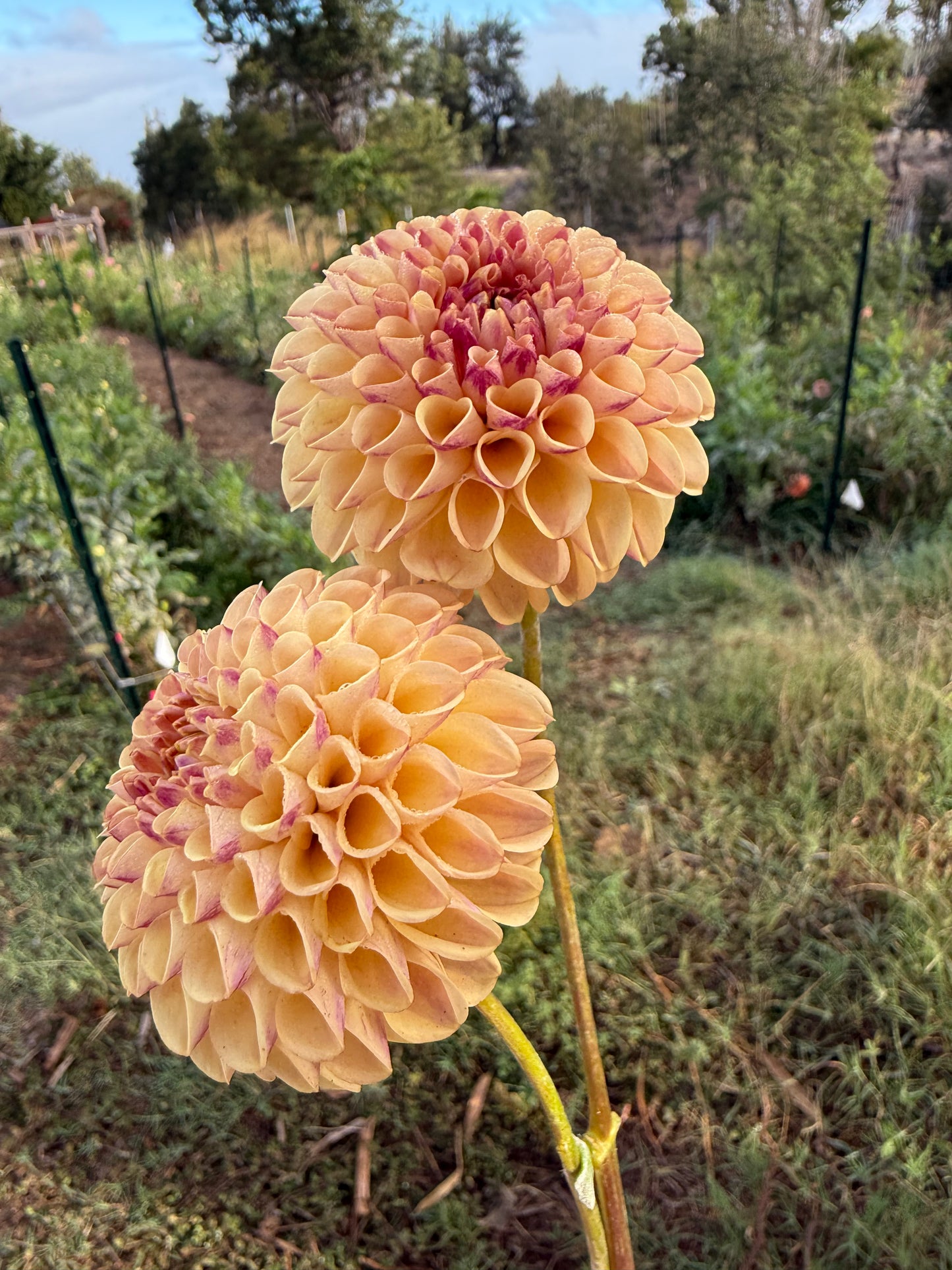 DAHLIA FERNCLIFF SPICE