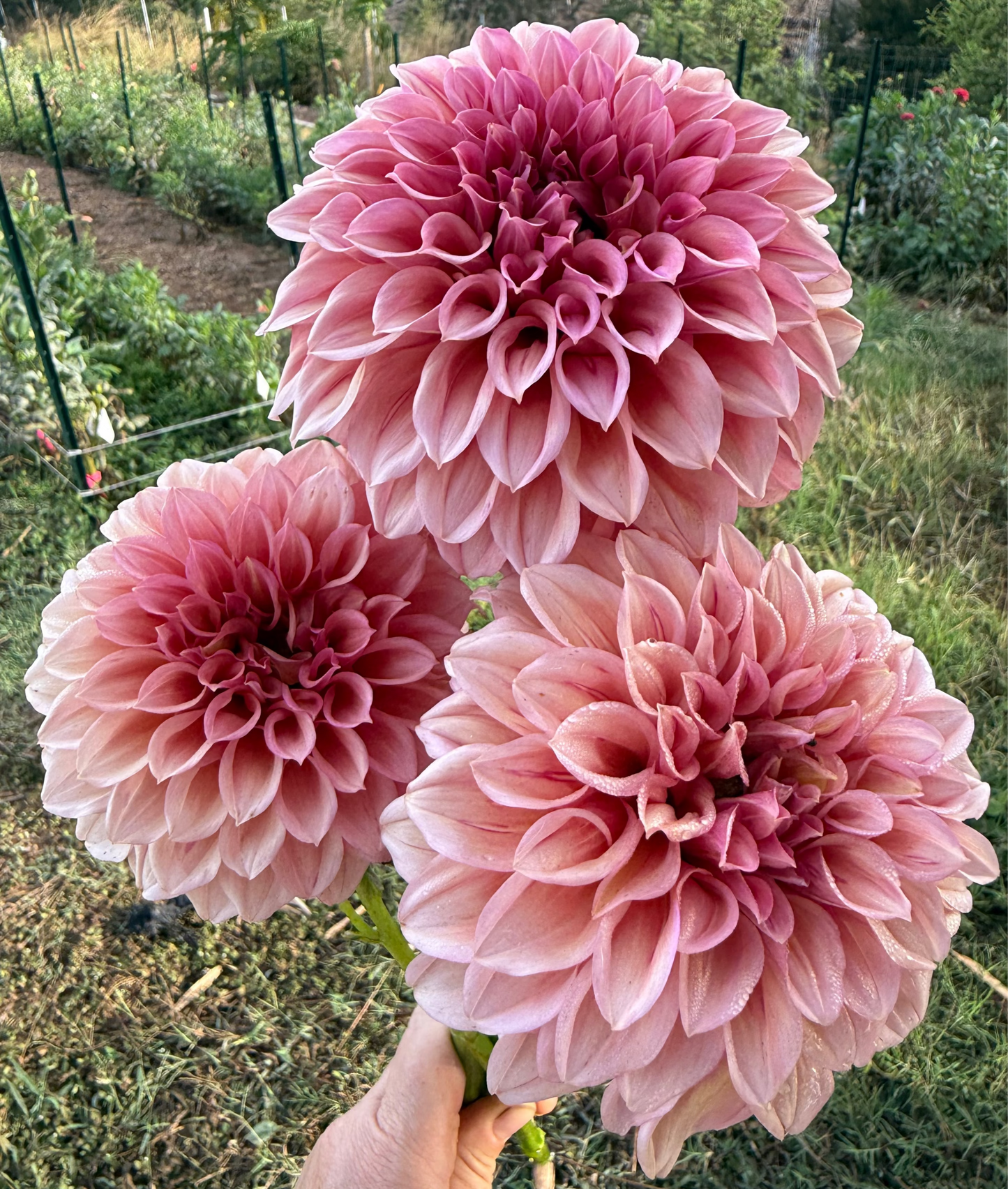 DAHLIA ORANGE GLOBE