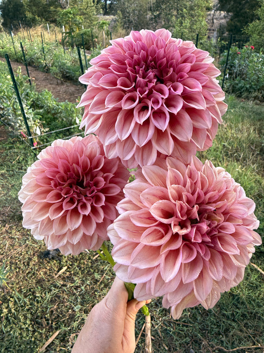 DAHLIA ORANGE GLOBE