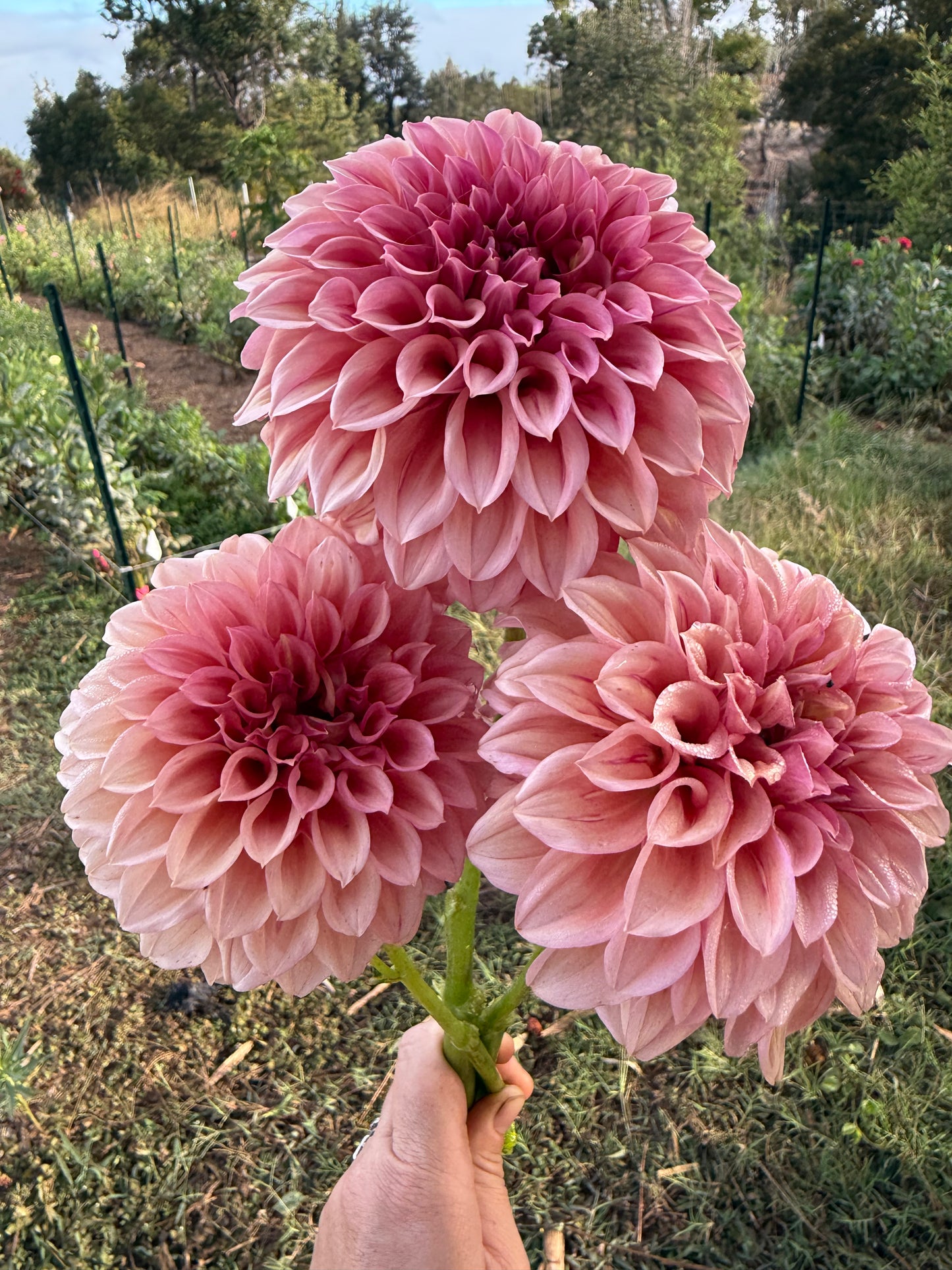 DAHLIA ORANGE GLOBE