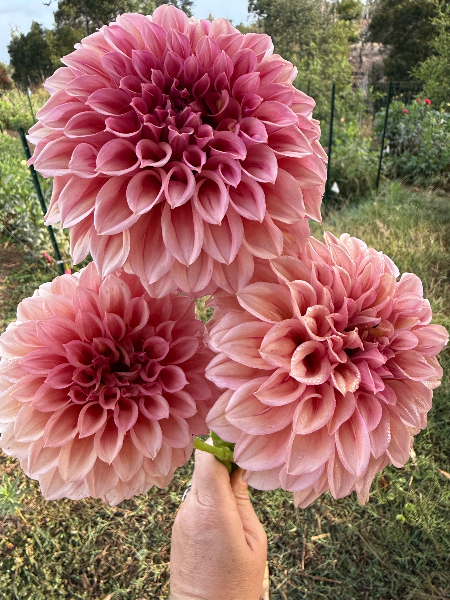DAHLIA ORANGE GLOBE