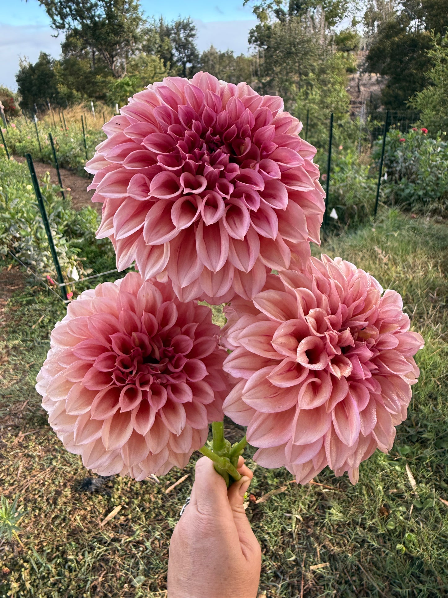DAHLIA ORANGE GLOBE
