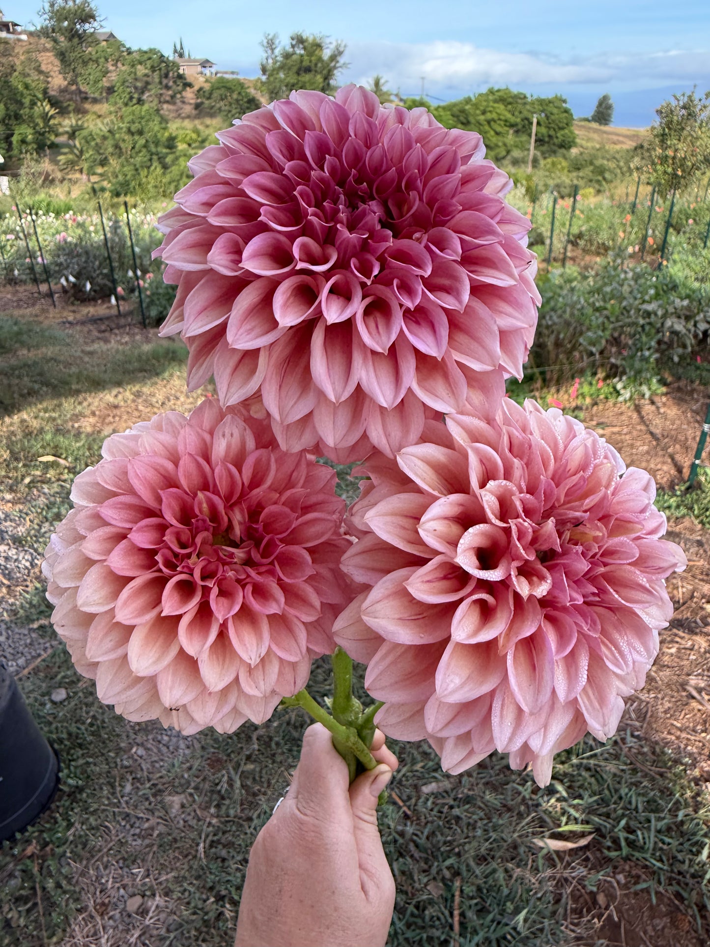 DAHLIA ORANGE GLOBE