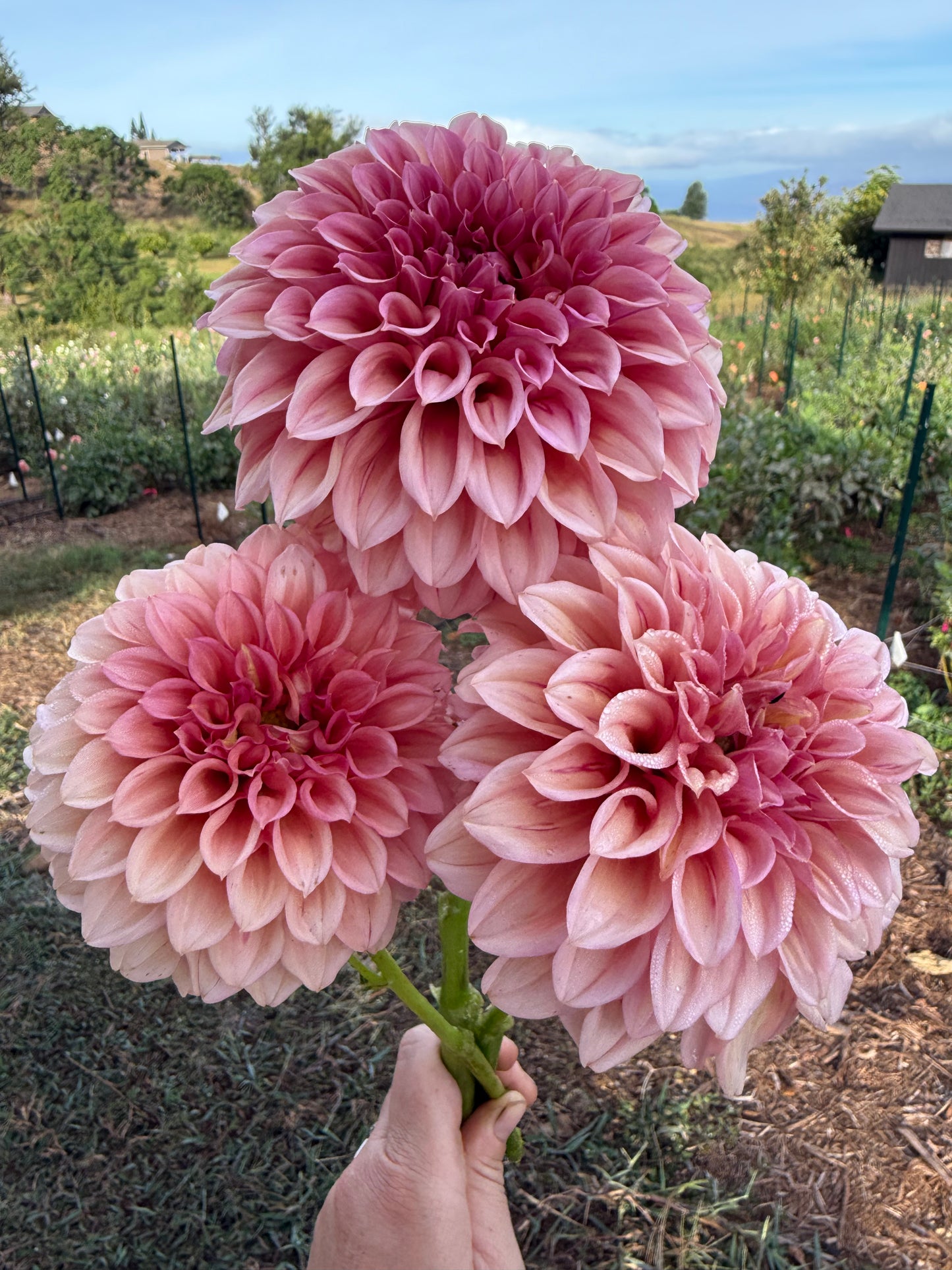 DAHLIA ORANGE GLOBE