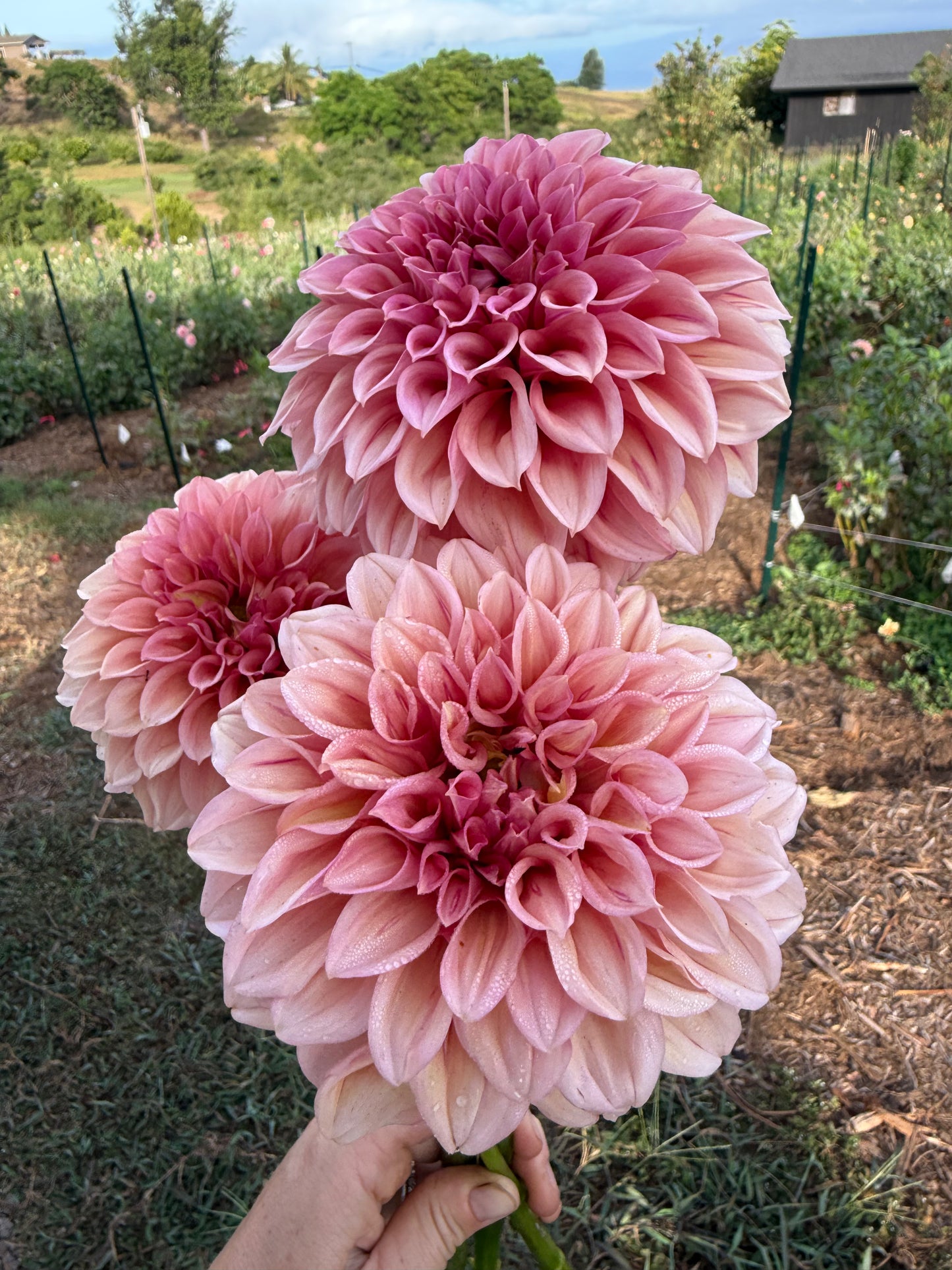 DAHLIA ORANGE GLOBE