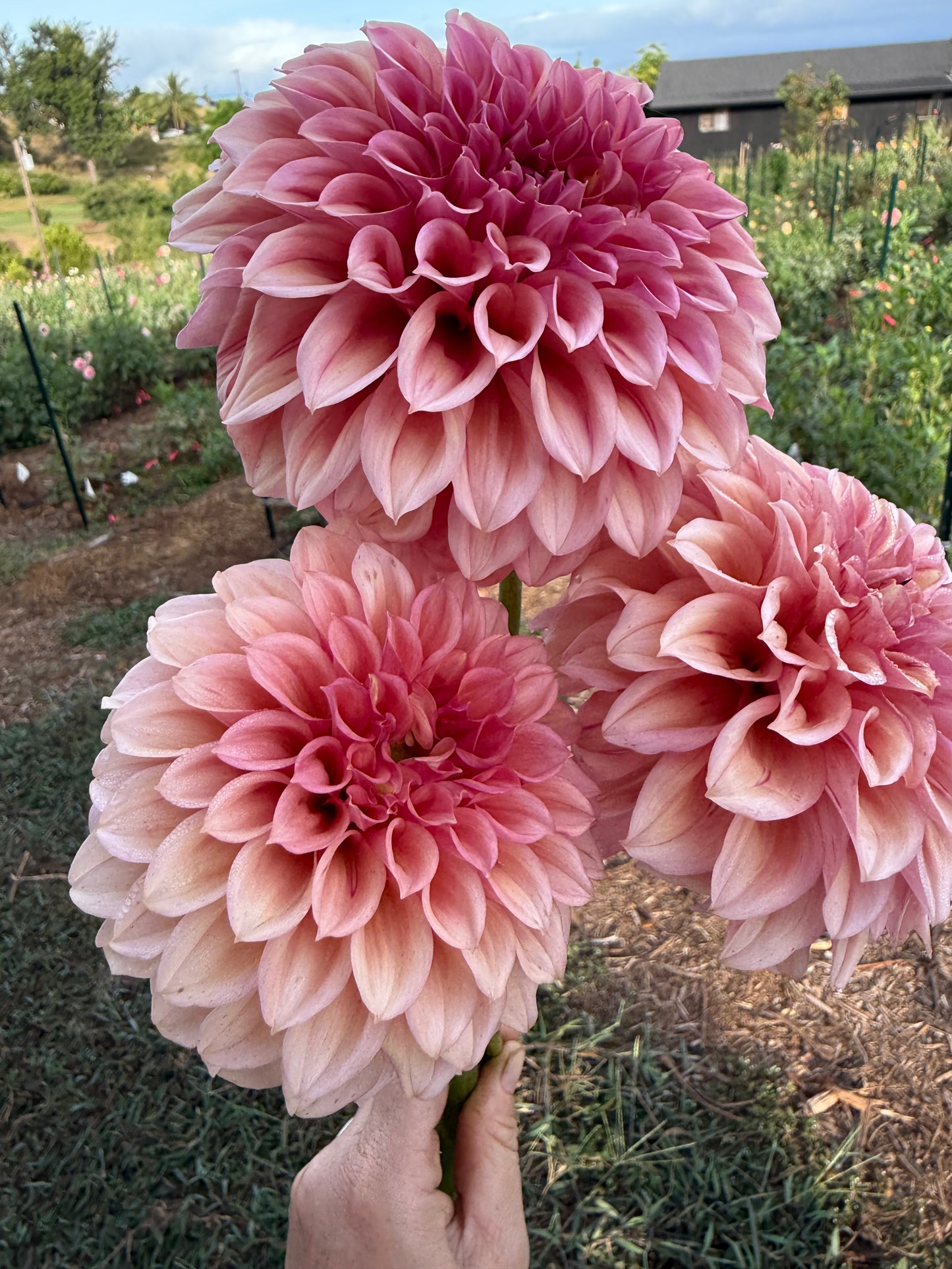 DAHLIA ORANGE GLOBE