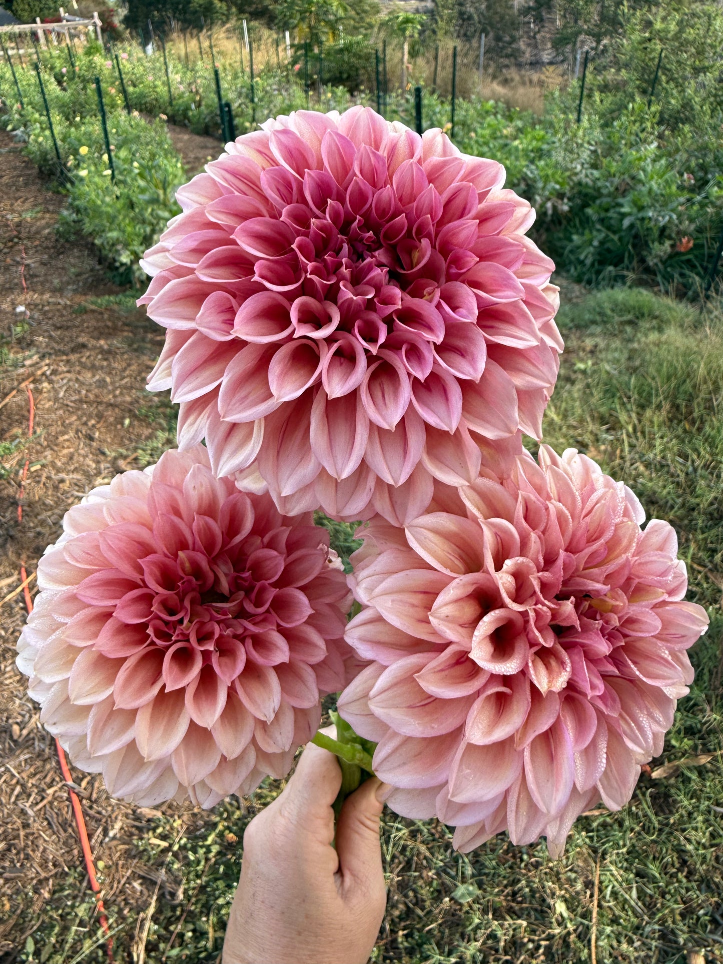 DAHLIA ORANGE GLOBE