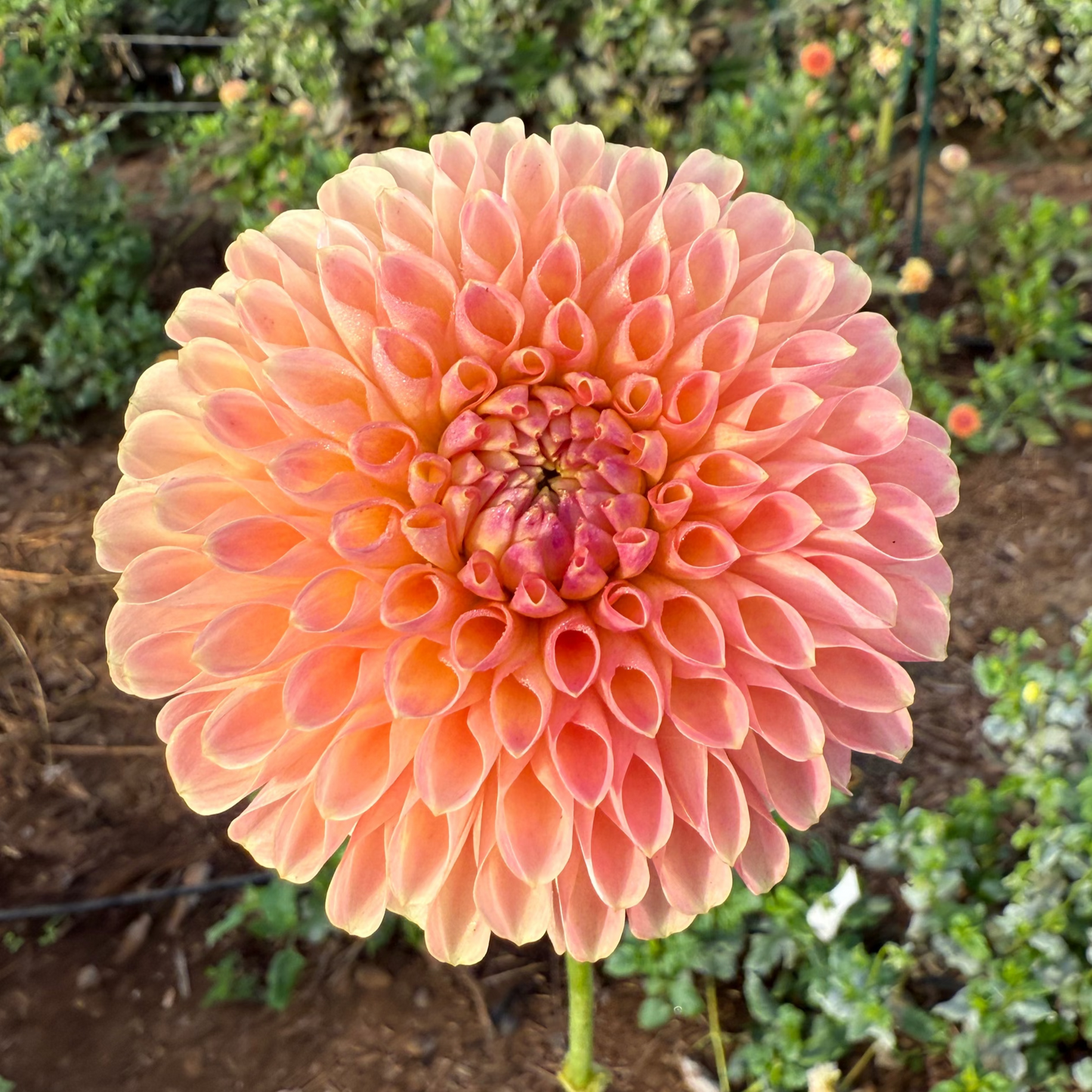 DAHLIA JOWEY PAULA
