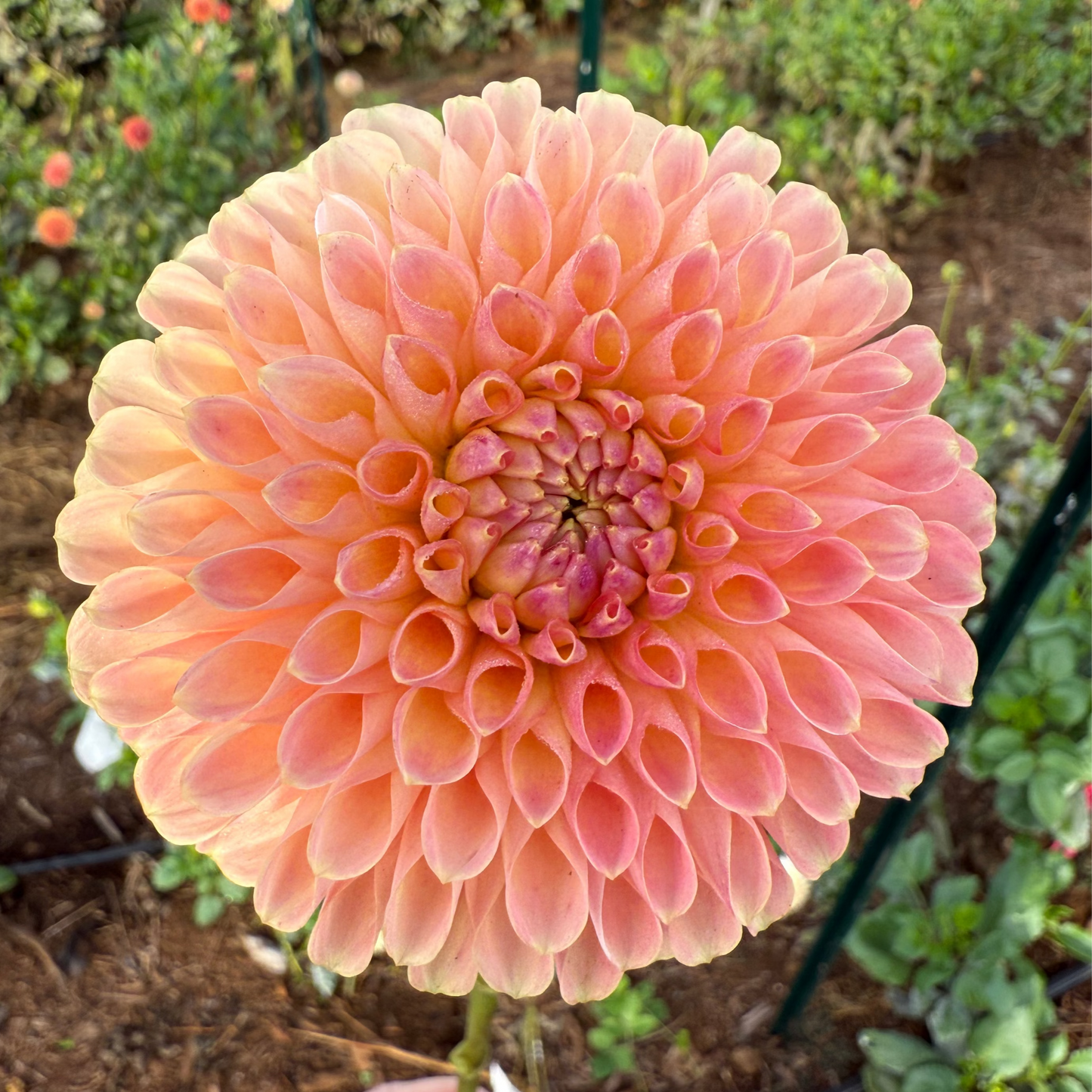 DAHLIA JOWEY PAULA