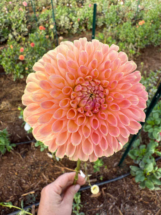 DAHLIA JOWEY PAULA