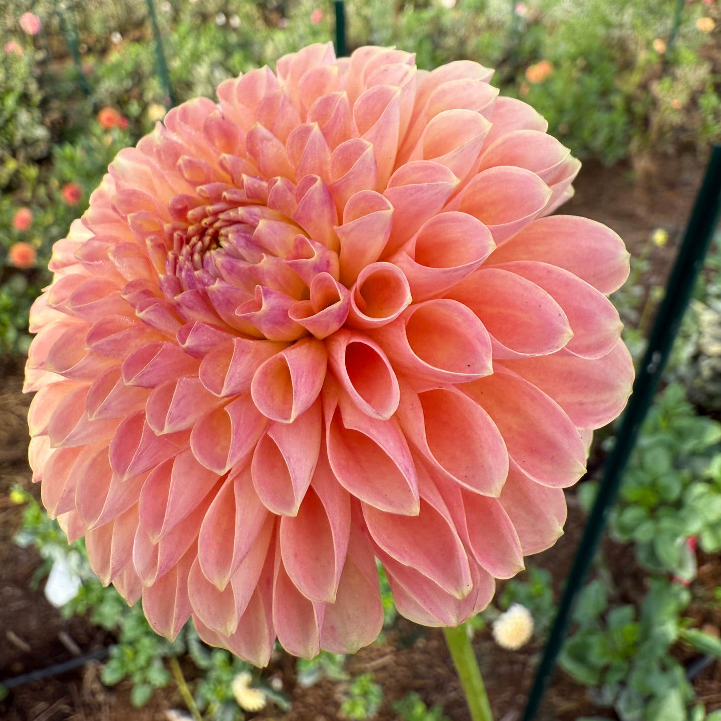 DAHLIA JOWEY PAULA