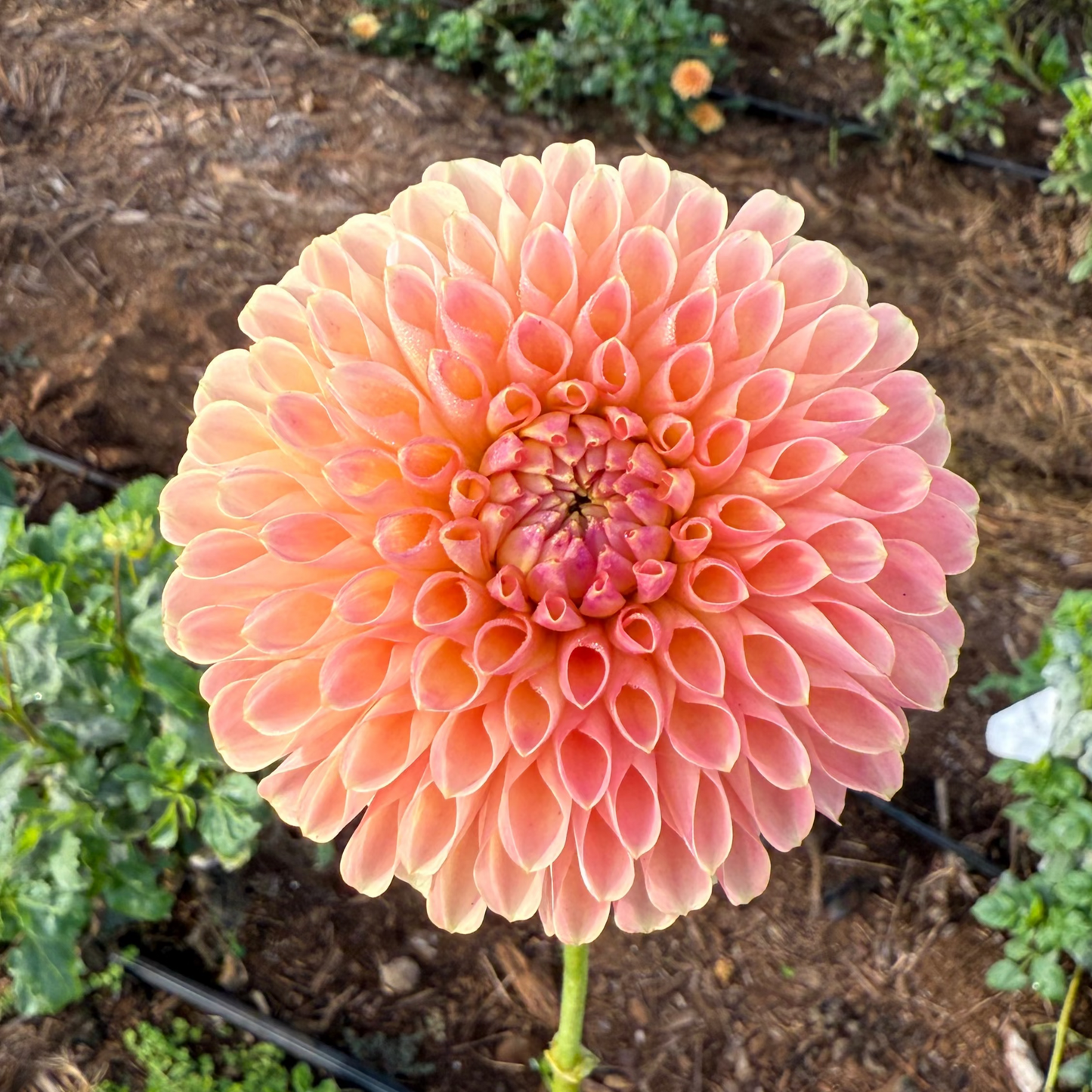 DAHLIA JOWEY PAULA
