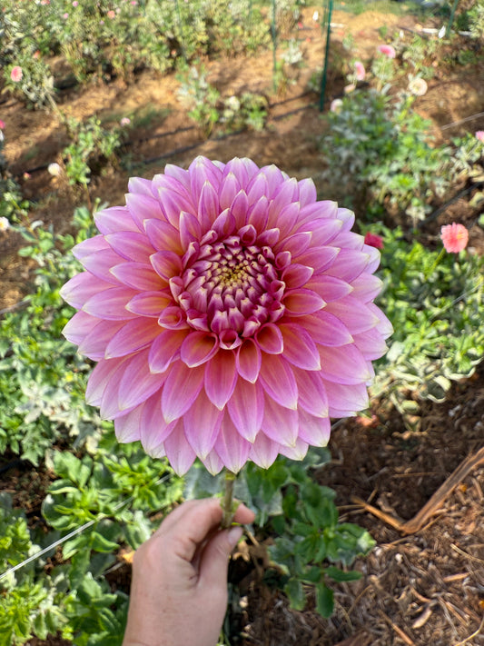 DAHLIA BQ MOJO