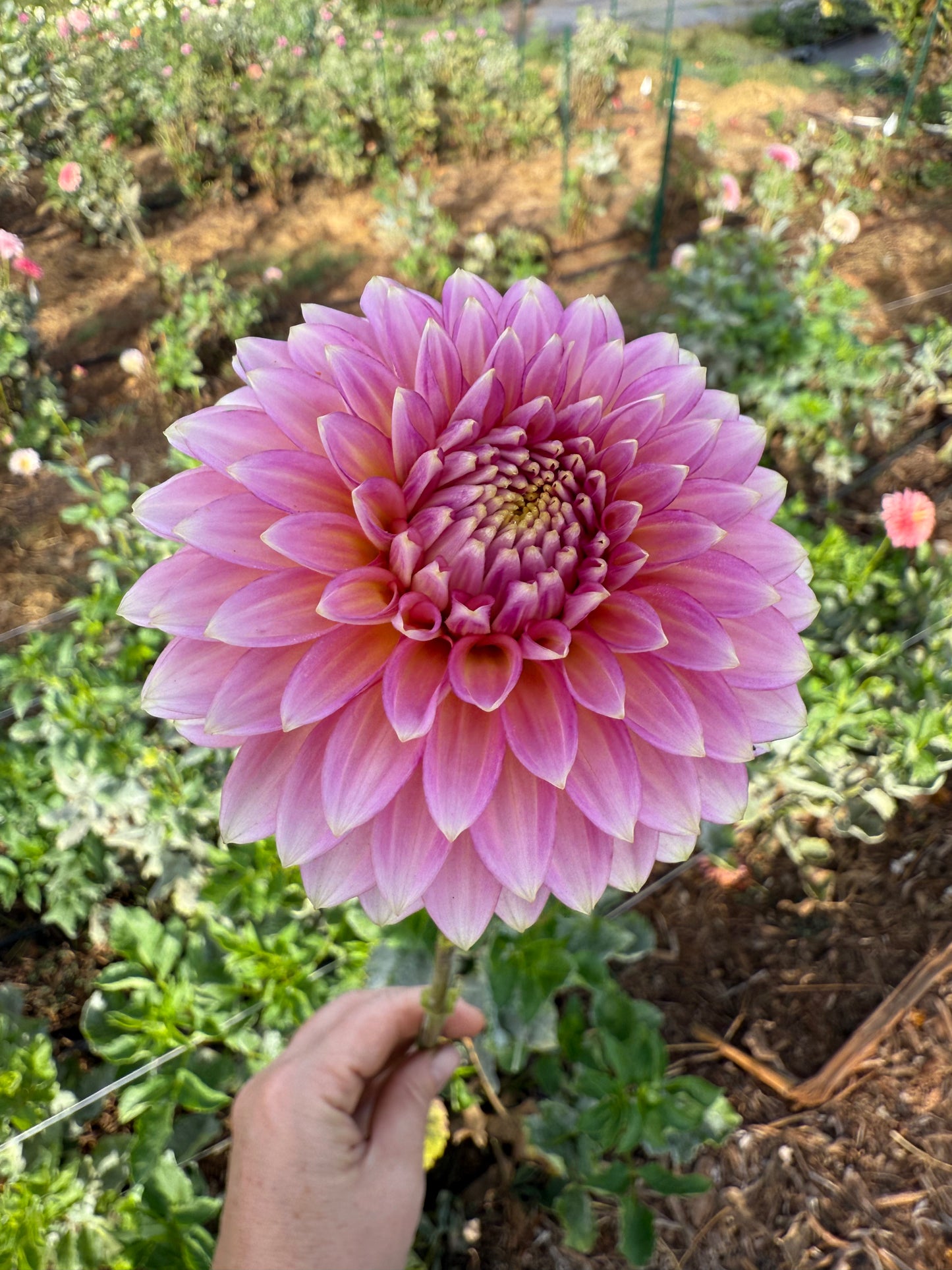 DAHLIA BLOOMQUIST MOJO