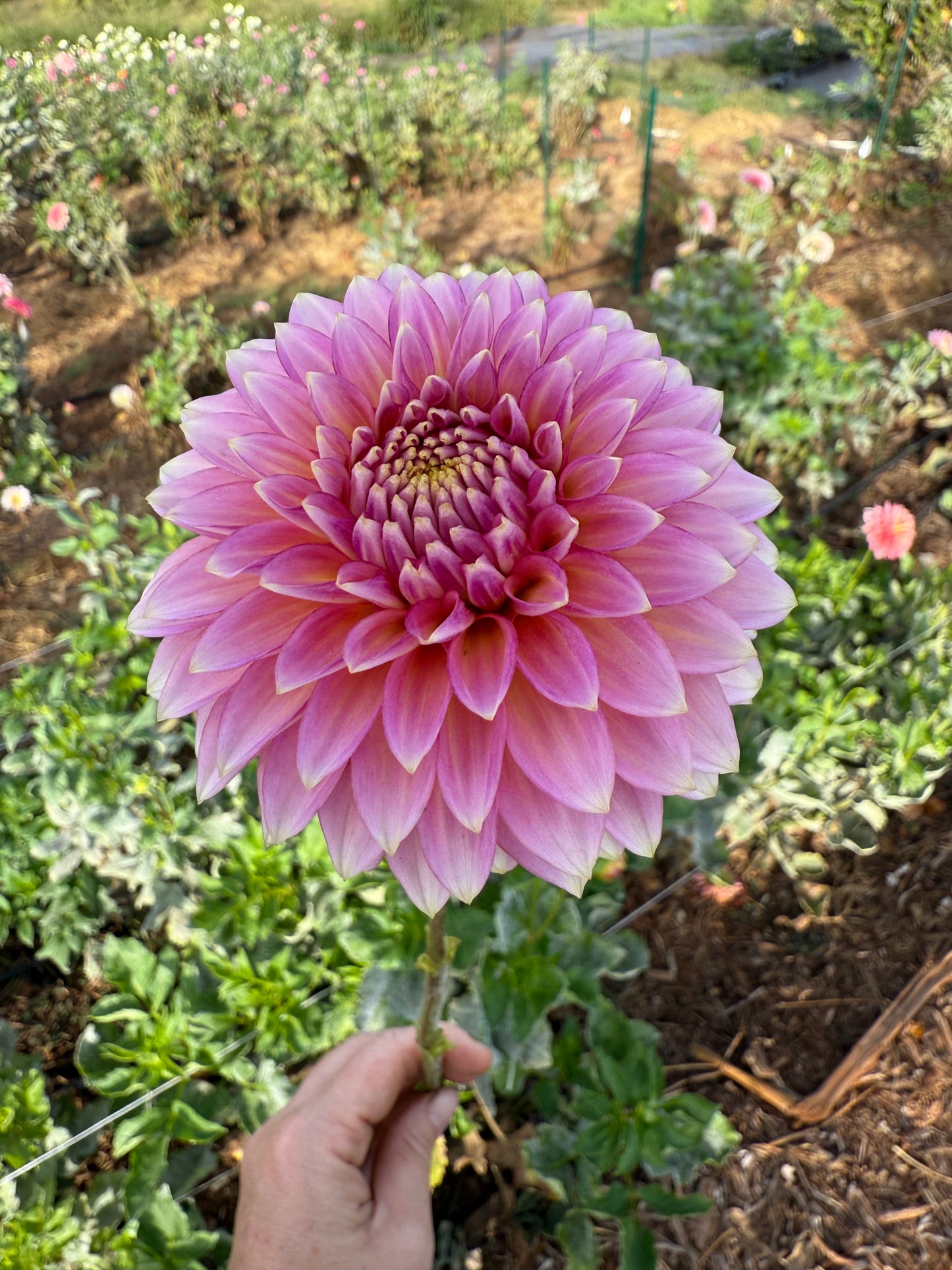DAHLIA BLOOMQUIST MOJO