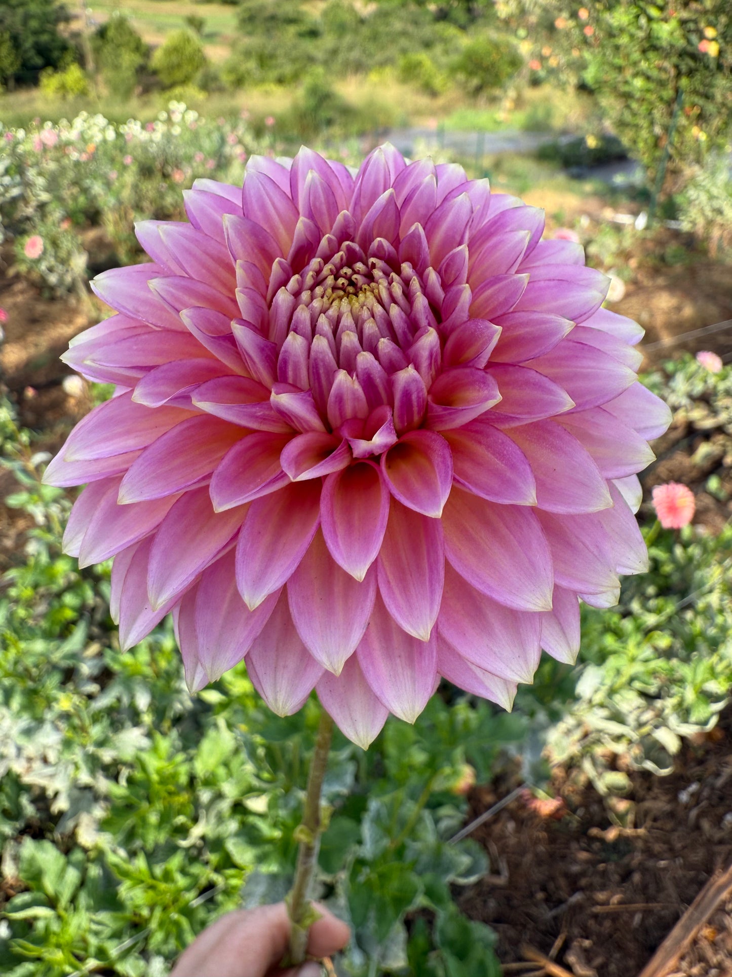 DAHLIA BLOOMQUIST MOJO