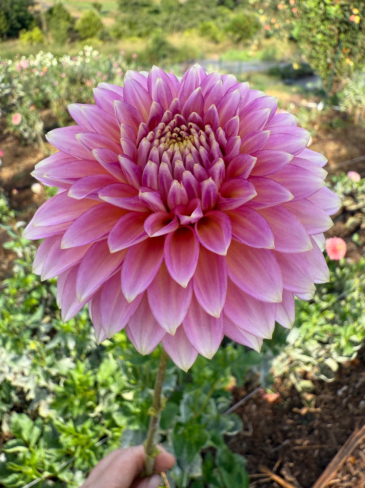 DAHLIA BLOOMQUIST MOJO