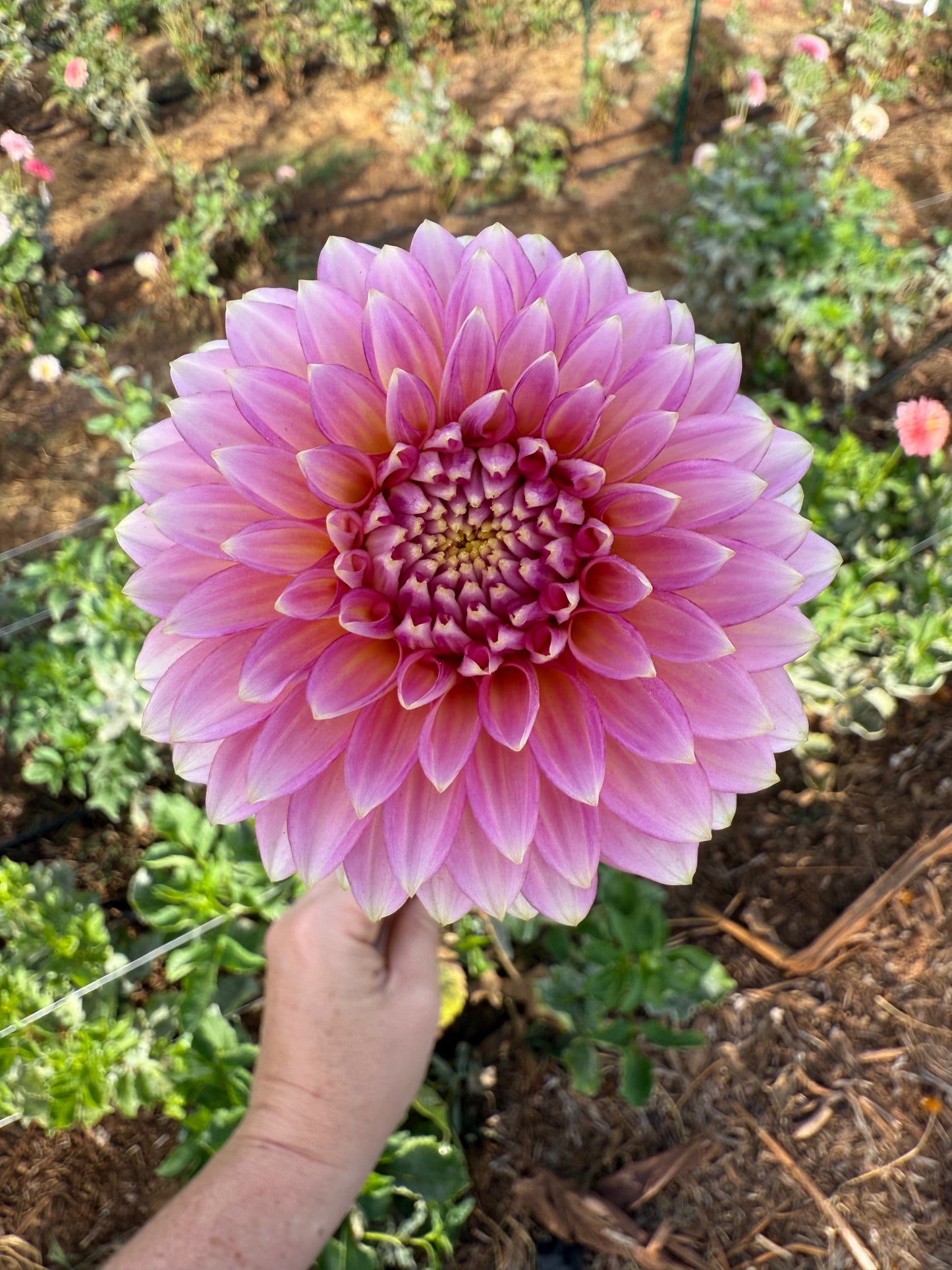 DAHLIA BLOOMQUIST MOJO