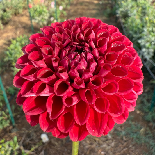 DAHLIA CORNEL