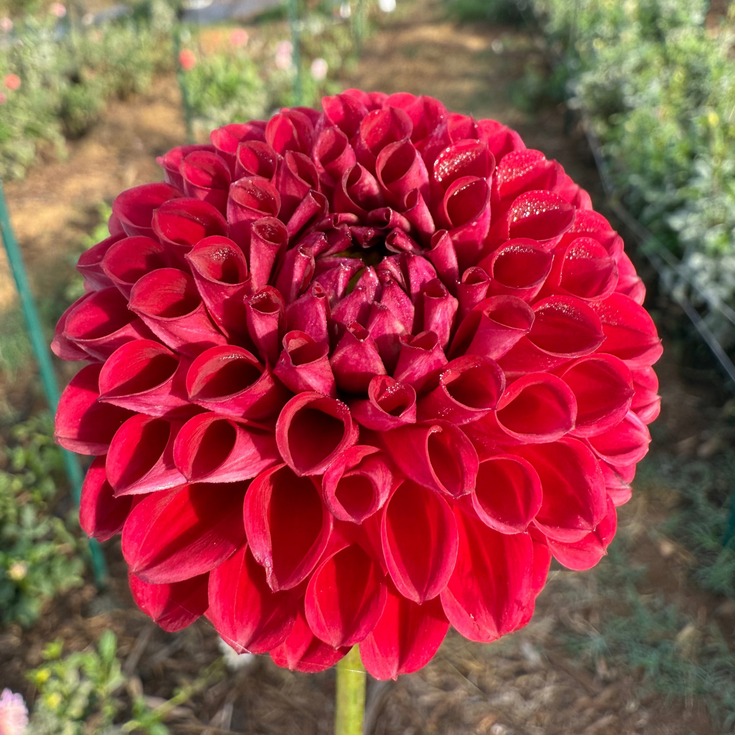 DAHLIA CORNEL