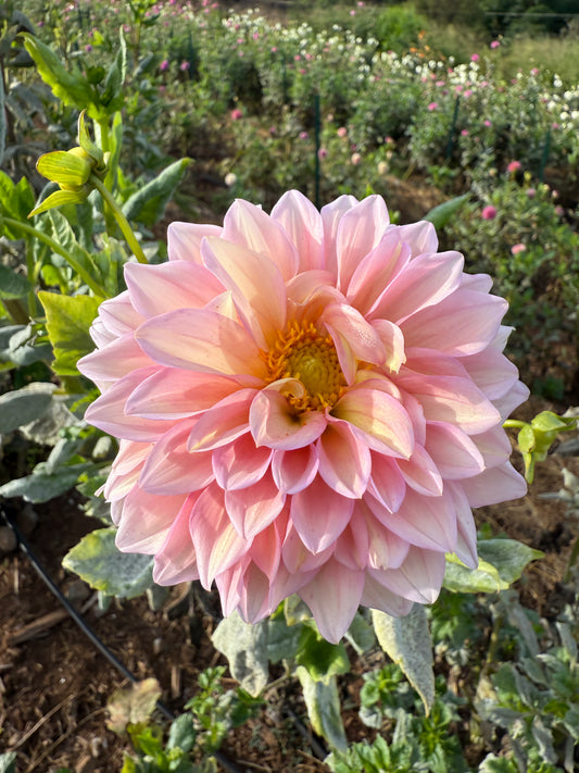 DAHLIA WESTERTON JHW