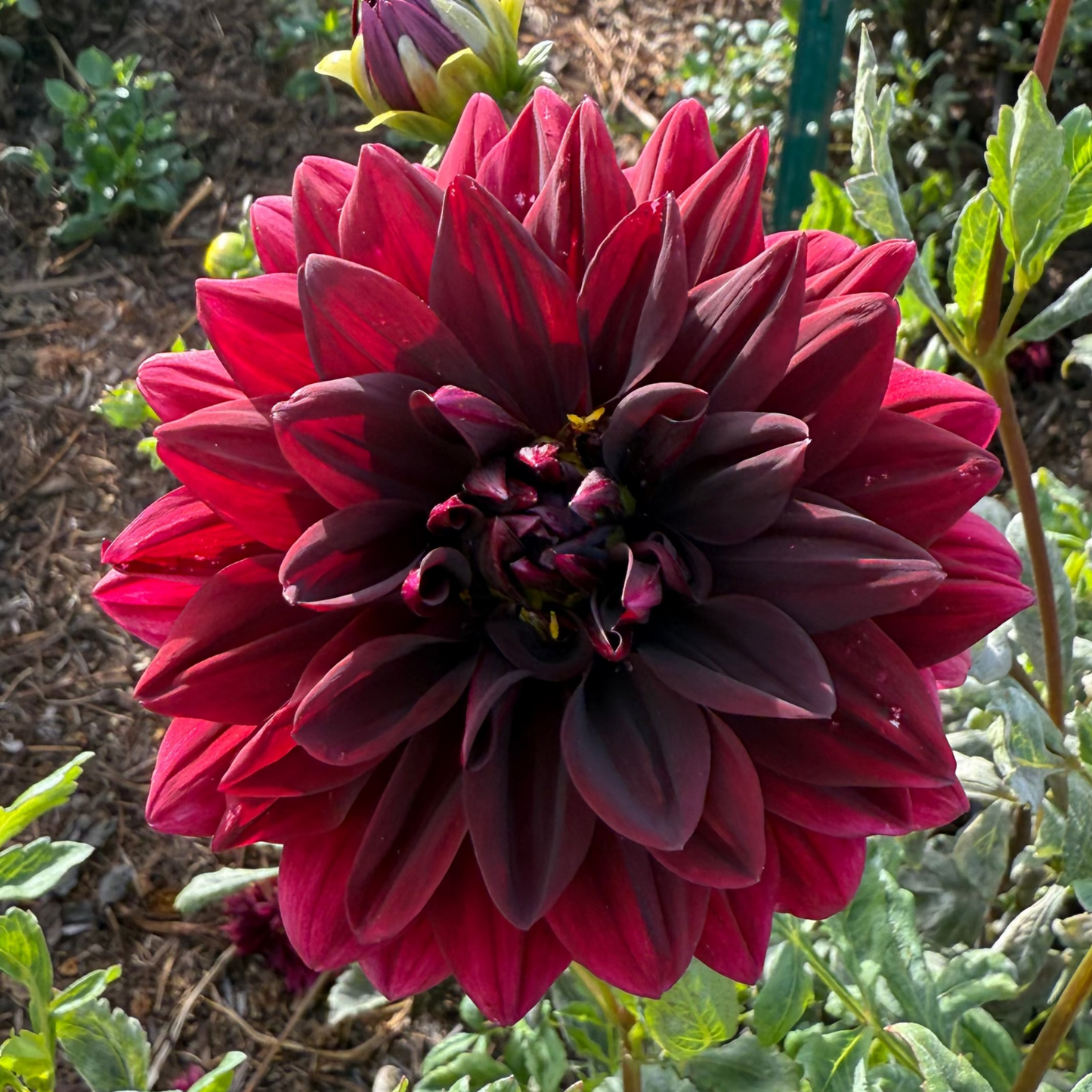 DAHLIA SAM HOPKINS
