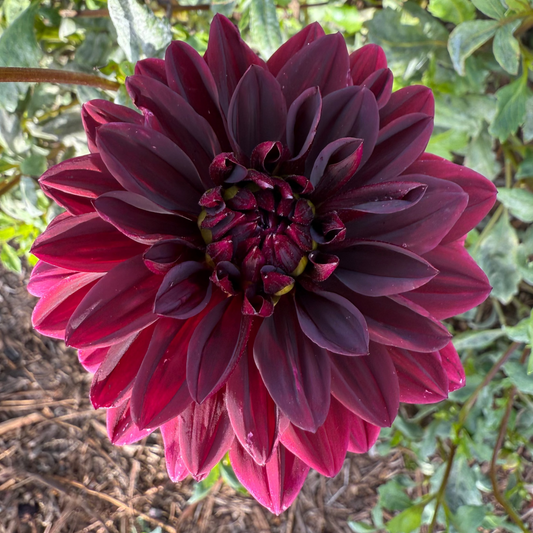 DAHLIA SAM HOPKINS
