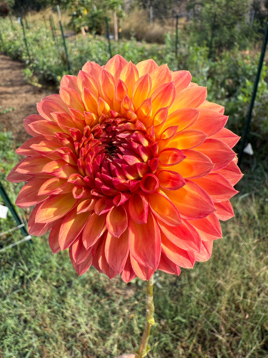 DAHLIA COMANO MORIDOR