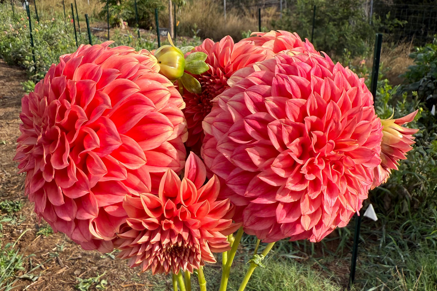 DAHLIA SYLVIA CRAIG HUNTER