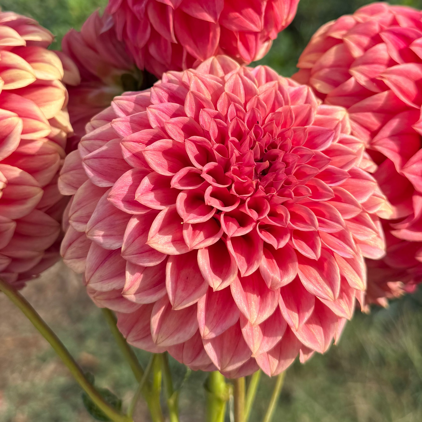 DAHLIA SYLVIA CRAIG HUNTER