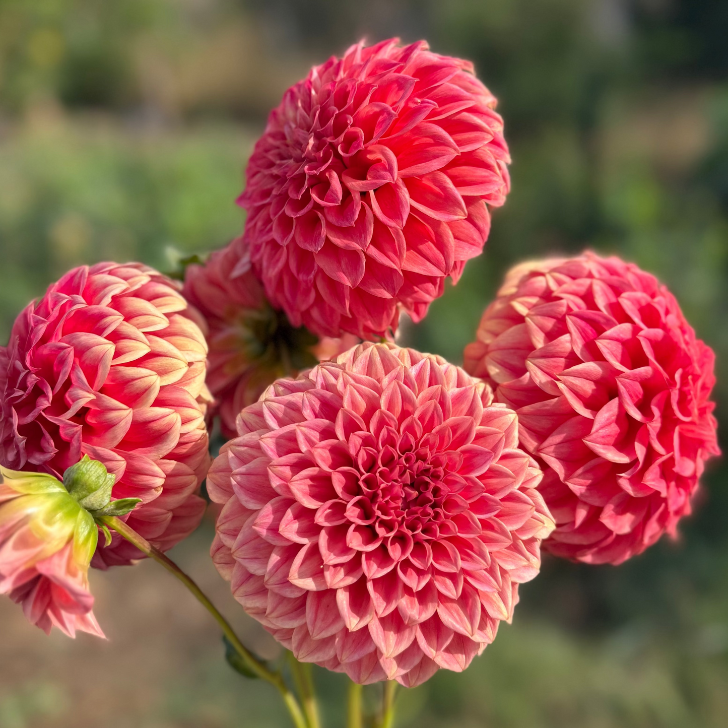 DAHLIA SYLVIA CRAIG HUNTER